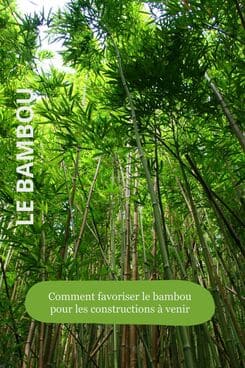 un foret de bambou