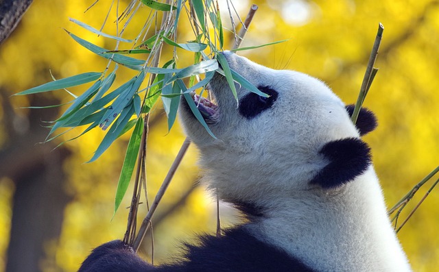 un panda mangeant du bambou