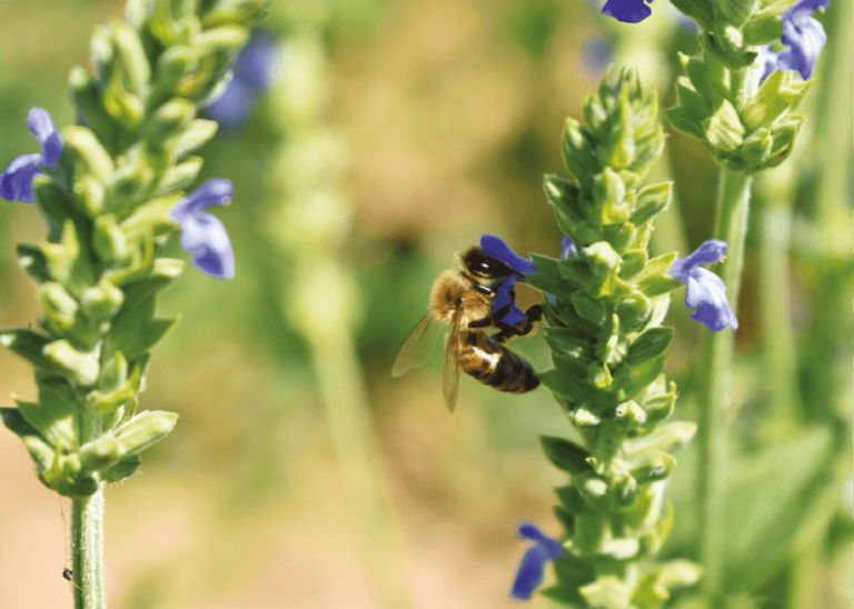 Une abeille butinant une fleur de chia
